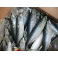 fuzhou dingshengyuan trade co.,ltd frozen mackerel